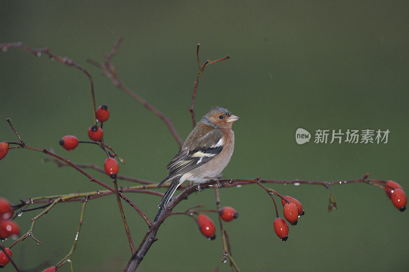 邪恶chaffch (Fringilla coelebs)